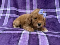 Agnes, a female Cavapoo and Poodle - Miniature  for sale in Lakeland, FL – 9 of 9