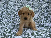 Brynlee, a female Goldendoodle and Golden Retriever for sale in Lakeland, FL – Photo 8 of 8