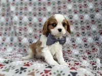 Odie, a male Cavalier King Charles Spaniel for sale in Lakeland, FL – Photo 6 of 8