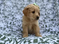 Brynlee, a female Goldendoodle and Golden Retriever for sale in Lakeland, FL – Photo 7 of 8
