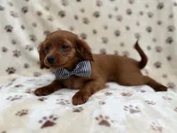 Dax, a male Cavapoo for sale in Lakeland, FL – 5 of 8