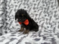 Danny, a male Cavalier King Charles Spaniel and Poodle - Miniature  for sale in Lakeland, FL – 3 of 9