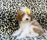 Jazzy, a female Poodle - Miniature  for sale in Lakeland, FL – 4 of 9