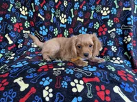 Ruger, a male Cavapoo for sale in Lakeland, FL – 4 of 8