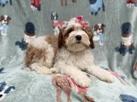 Ember, a female Cavapoo for sale in Lakeland, FL – 3 of 9