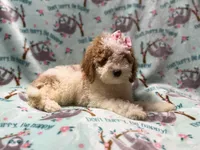 Taffy, a female Poodle - Miniature  for sale in Lakeland, FL – 9 of 10