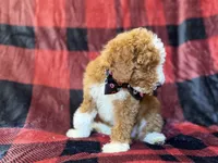 Twix, a male Poodle - Miniature  for sale in Lakeland, FL – 4 of 9
