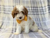 Sarge, a male Cavapoo for sale in Lakeland, FL – 3 of 10