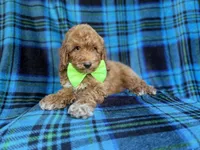 Simba, a male Poodle - Miniature  for sale in Lakeland, FL – 3 of 9