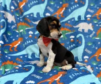 Tigger, a male Beagle for sale in Lakeland, FL – 3 of 7