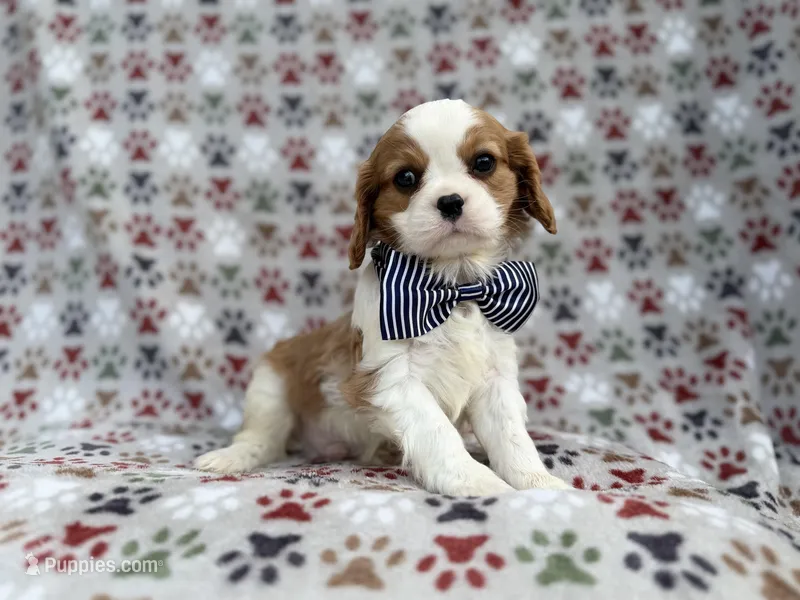 Odie – Cavalier King Charles Spaniel puppy for sale in Lakeland, FL