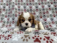 Odie, a male Cavalier King Charles Spaniel for sale in Lakeland, FL – Photo 8 of 8