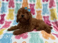 Dora, a female Cavapoo for sale in Lakeland, FL – 7 of 7