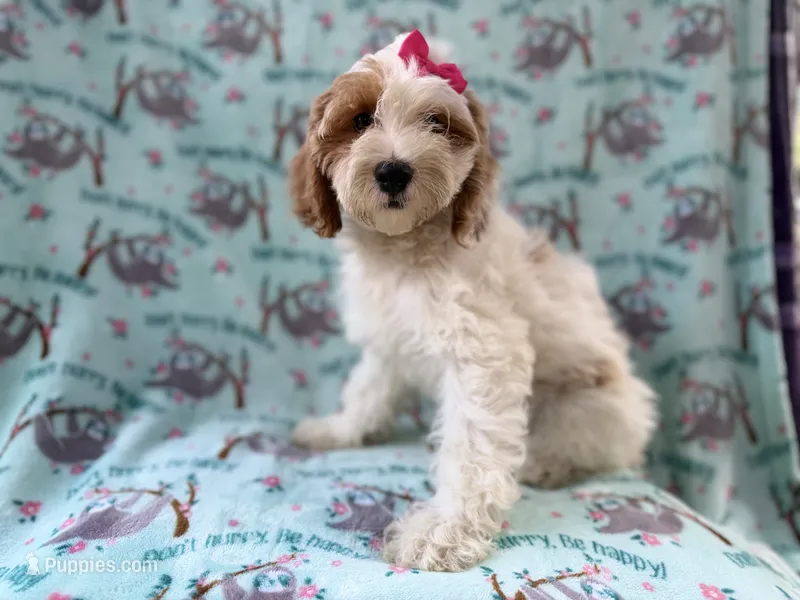 Tilly – Cockapoo puppy for sale in Lakeland, FL