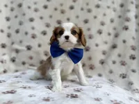 Owen, a male Cavalier King Charles Spaniel for sale in Lakeland, FL – Photo 4 of 9