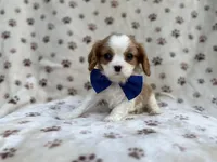 Owen, a male Cavalier King Charles Spaniel for sale in Lakeland, FL – Photo 7 of 9