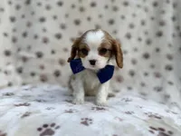 Owen, a male Cavalier King Charles Spaniel for sale in Lakeland, FL – Photo 2 of 9