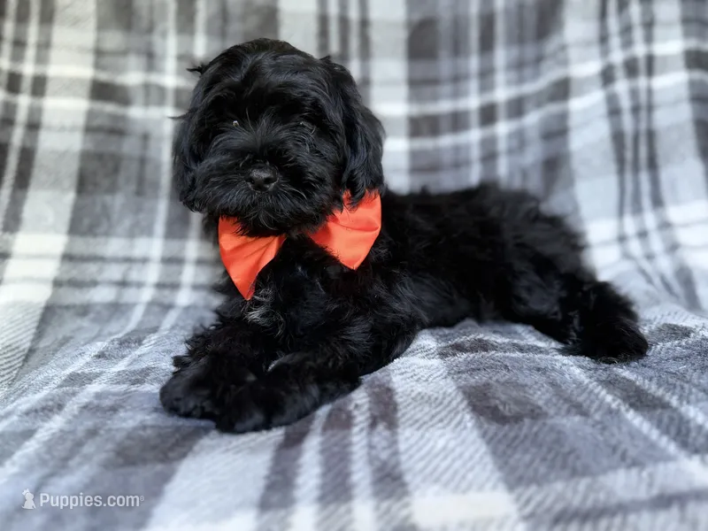Zander – Shihpoo puppy for sale in Lakeland, FL