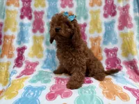 Dora, a female Cavapoo for sale in Lakeland, FL – 7 of 8