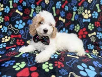 Larry, a male Cockapoo for sale in Lakeland, FL – 2 of 9
