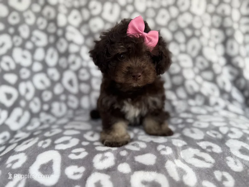 Sloan – Cockapoo puppy for sale in Lakeland, FL