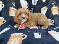 Bentley, a male Cavapoo for sale in Lakeland, FL – 4 of 9