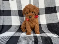 Bruno, a male Cavapoo for sale in Lakeland, FL – 5 of 9
