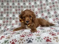 Marcus, a male Cockapoo and Poodle - Miniature  for sale in Lakeland, FL – 6 of 7