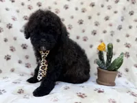 Buddy, a male Shihpoo and Poodle - Miniature  for sale in Lakeland, FL – Photo 1 of 8