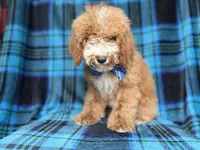 Pablo, a male Cockapoo for sale in Lakeland, FL – 4 of 8