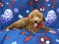 Felix, a male Poodle - Miniature  and Miniature Goldendoodle for sale in Lakeland, FL – 8 of 9