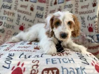 Tony, a male Cockapoo for sale in Lakeland, FL – 6 of 9