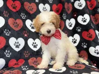 Spike, a male Cavapoo for sale in Lakeland, FL – 4 of 8