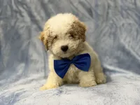 Hercules, a male Bichpoo for sale in Lakeland, FL – 6 of 9