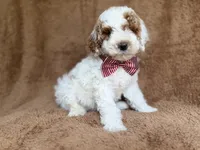 Pierce, a male Poodle - Miniature  for sale in Lakeland, FL – 7 of 8