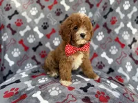 Leo, a male Cavapoo for sale in Lakeland, FL – 5 of 9