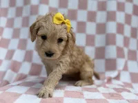 Betty, a female Goldendoodle and Golden Retriever for sale in Lakeland, FL – Photo 5 of 8