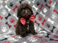 Benson, a male Shihpoo and Poodle - Miniature  for sale in Lakeland, FL – 7 of 10