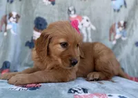 Marley, a female Golden Retriever for sale in Lakeland, FL – Photo 5 of 9