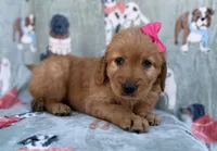 Marley, a female Golden Retriever for sale in Lakeland, FL – Photo 2 of 9