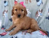 Marley, a female Golden Retriever for sale in Lakeland, FL – Photo 8 of 9