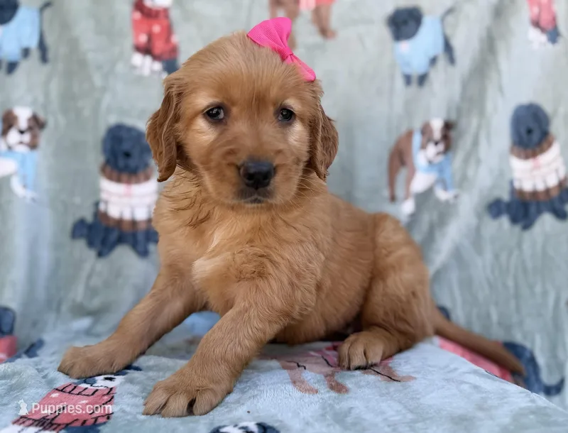 Marley – Golden Retriever puppy for sale in Lakeland, FL