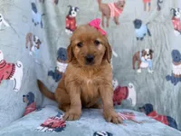 Marley, a female Golden Retriever for sale in Lakeland, FL – Photo 9 of 9
