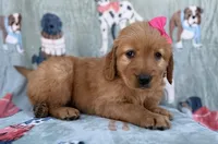 Marley, a female Golden Retriever for sale in Lakeland, FL – Photo 3 of 9