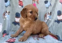Marley, a female Golden Retriever for sale in Lakeland, FL – Photo 7 of 9