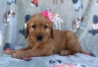 Marley, a female Golden Retriever for sale in Lakeland, FL – Photo 4 of 9