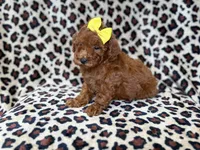 Sydney, a female Miniature Goldendoodle for sale in Lakeland, FL – 4 of 8