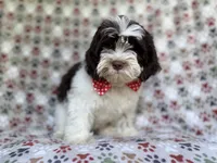 Asher, a male Shihpoo for sale in Lakeland, FL – 5 of 8