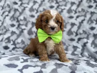 Jeb, a male Cavalier King Charles Spaniel and Poodle - Miniature  for sale in Lakeland, FL – Photo 8 of 9