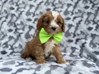 Jeb, a male Cavalier King Charles Spaniel and Poodle - Miniature  for sale in Lakeland, FL – Photo 6 of 9